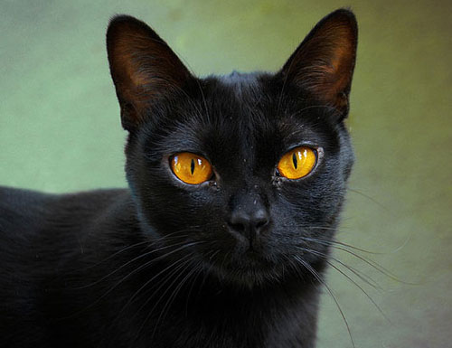 Черная кошка порода