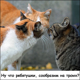 Коты И Кошки Фото С Надписью