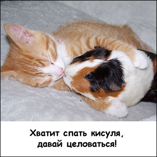 http://petsik.ru/images/gallery/guineapig/bigpic/pic9.jpg