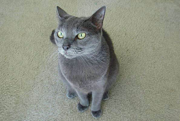голубая кошка фото