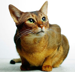 абиссинская кошка