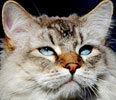 Сибирская и невская маскарадная кошка