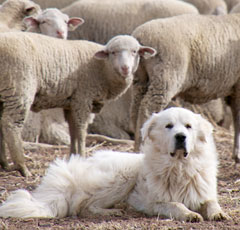 овчарки