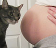 домашние животные и беременность
