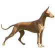 фараонова собака
